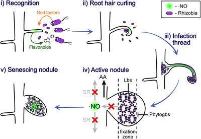 The Role of Nitric Oxide in Nitrogen Fixation by Legumes